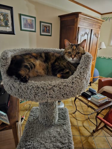 Le chat d'un client se reposant dans un arbre à chat douillet, mentionné dans un avis sur les Probiotiques Chat.