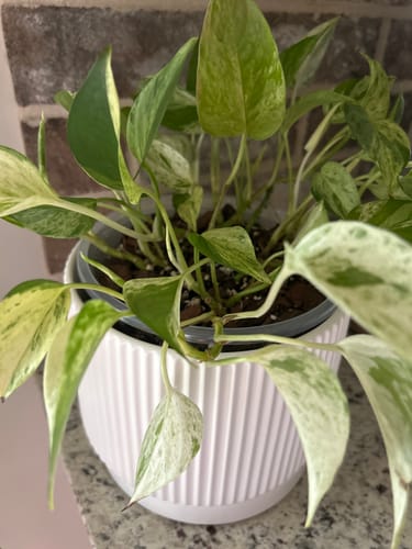 Customer's healthy variegated houseplant in a white pot, showing new growth after using the Plant Food.