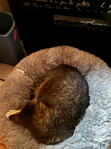 Un cliente muestra a su gato atigrado durmiendo acurrucado en la Cama Antiestrés gris.