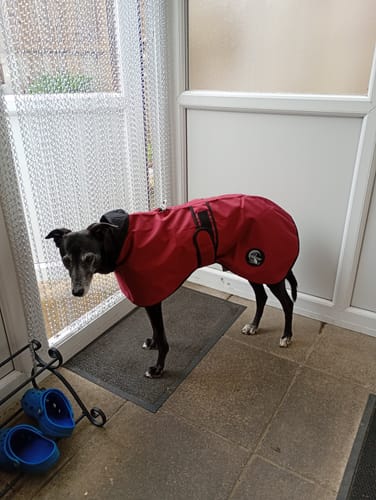 Customer photo review of Regna - Lightweight Summer Sighthound Coat with Harness Hole Zip