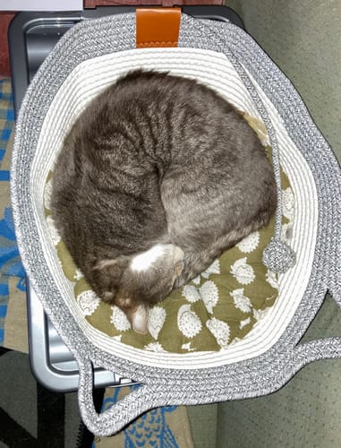 Customer photo review of Instinct Basket | Meet the first research-backed natural territory for indoor cats