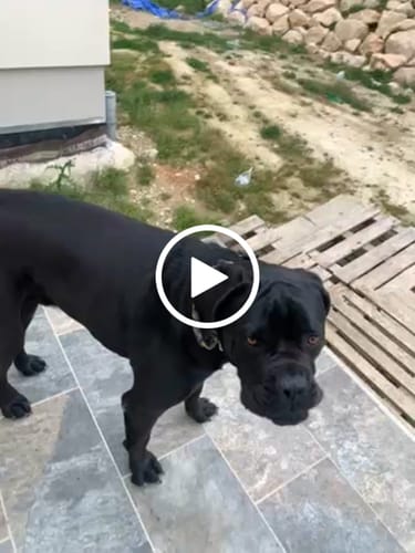 Customer video review of 5cm Combat® Collar | With Handle & Secure Clip - Lightning