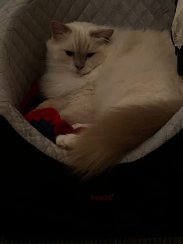 Reviewer's fluffy white cat curled up and resting inside the Dog Car Booster Seat in a dim room.