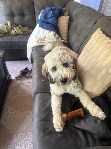 Customer's fluffy dog lying on a gray couch holding a Smoked Beef Marrow Bone.