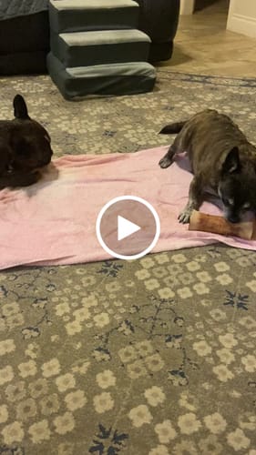 Customer video review of Smoked Beef Marrow Bone