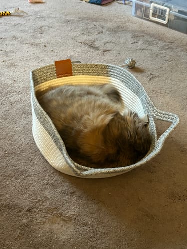 Customer photo review of Instinct Basket | Meet the first research-backed natural territory for indoor cats