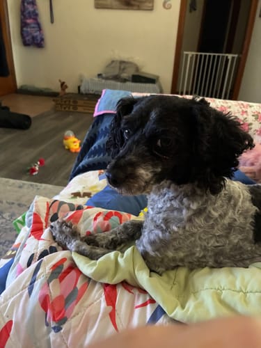 Customer's dog with a neat, fresh trim after using the GroomMate Pet Grooming Kit, lying on a colorful blanket.