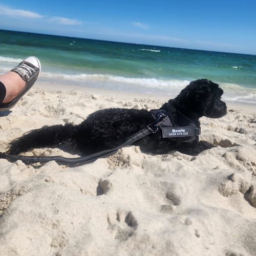 Customer photo review of No Pull Dog Harness + 2 in 1 Dog Car Leash