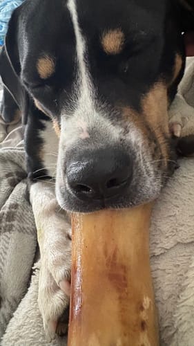 Close-up of a customer's contented dog resting its head on a Smoked Beef Marrow Bone.