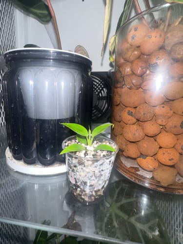 Customer photo review of Philodendron Spiritus Sancti (Rear)