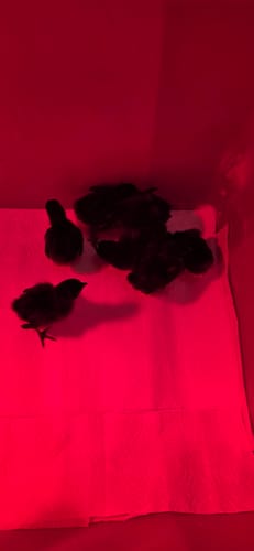 Customer photo review of Ayam Cemani Chick (Unsexed)