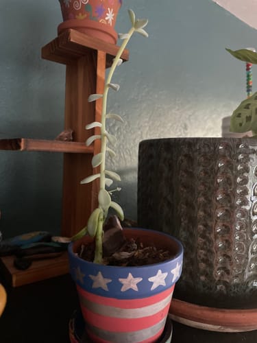 Customer's tall succulent in a decorative pot, showing significant growth after using the OG Plant Food.