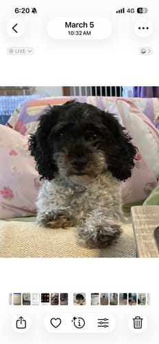 Reviewer's dog with long, shaggy fur before being groomed with the GroomMate Pet Grooming Kit.