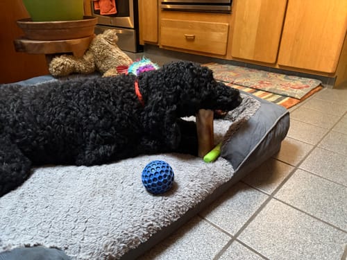 Customer's black poodle resting on a gray dog bed while holding a Smoked Beef Marrow Bone.