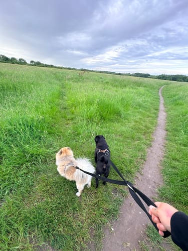 Reviewer walking two dogs in a grassy field with the black Training Double Ended Dog Lead.