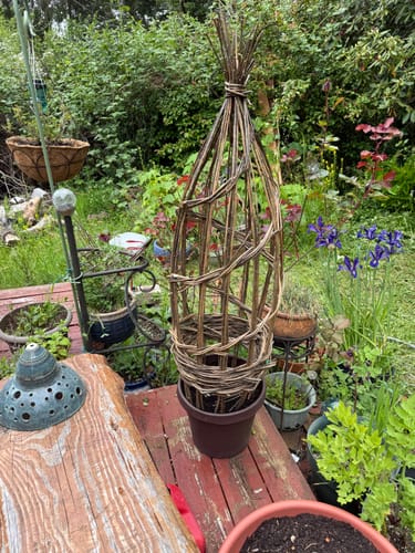 Customer photo review of The Willow Plant Support (3.8 Feet Tall)