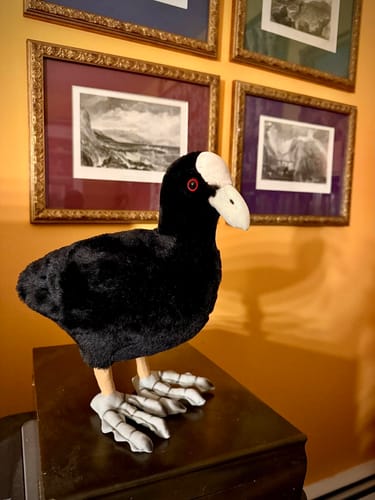 Customer photo review of Eurasian Coot Bird Stuffed Plush Toy