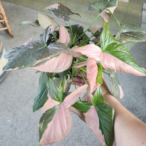 Customer holding a full Syngonium Pink Splash plant with vibrant pink and green leaves.
