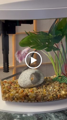 Customer video review of Pink Halfmoon Male Betta Fish | You Pick Fish | Order Directly From Farm
