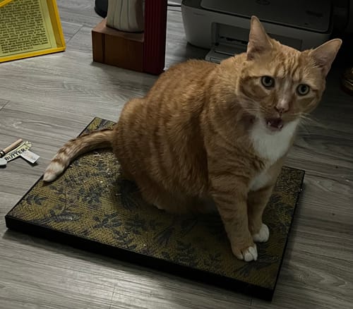 Customer photo review of Little Birds - Luxury Cat Scratching Board