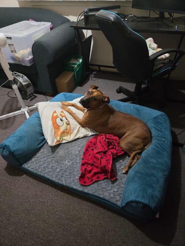 Reviewer's dog lies on the blue Pet Sofa Bed, resting its head on a small pillow.