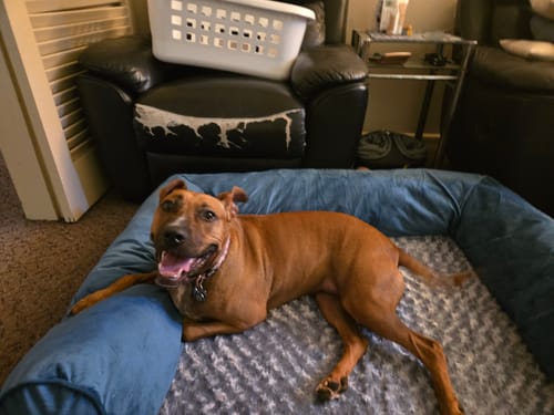 Customer's happy brown dog rests its head on the side of the blue Pet Sofa Bed.
