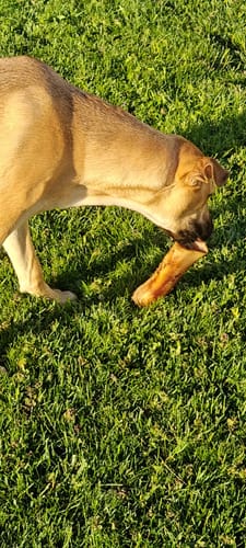 Customer's tan dog chewing a large Smoked Beef Marrow Bone on a sunny lawn.
