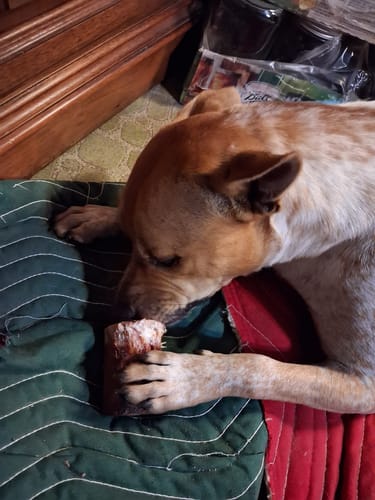 Customer's dog, Bingo, lies on a green blanket while chewing on a thick Beef Gullet chew treat.