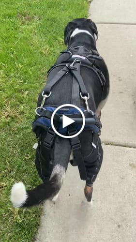 Customer video review of Dual-Leg Hinged Knee Support Harness for Dogs