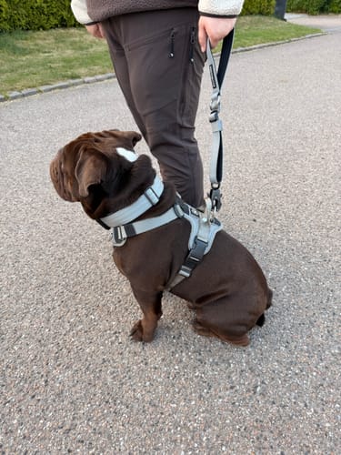 Customer photo review of Adjustable Combat® Traffic Lead - Metal Grey