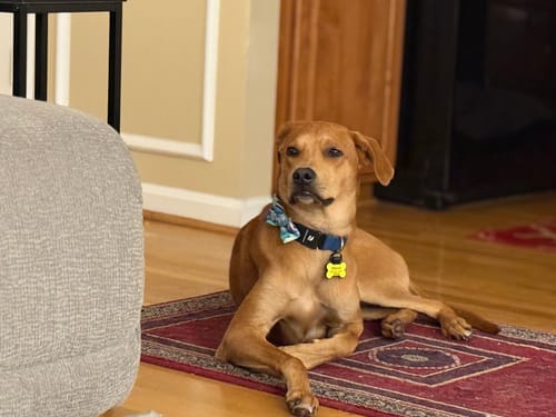 Customer photo review of Preppy Purple Dog Bow Tie or Cat Bow Tie