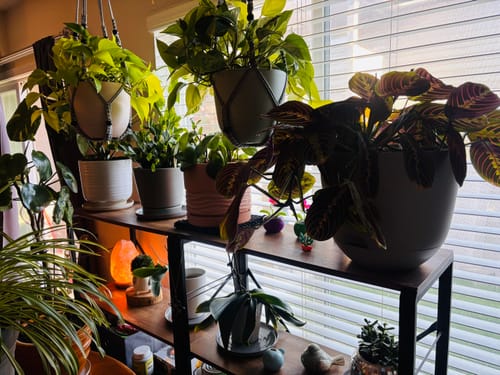 A reviewer's assortment of houseplants on a shelf, where the Killer Smiles product is in use.