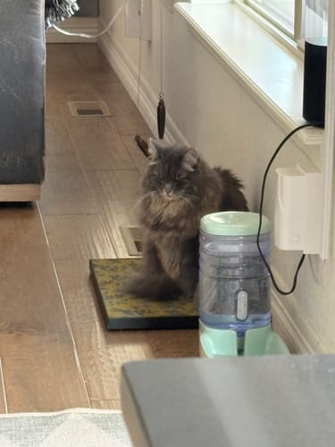Customer photo review of Little Birds - Luxury Cat Scratching Board