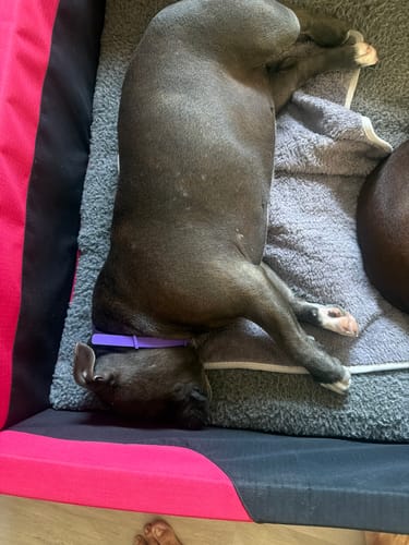 Customer's dog sleeping calmly in a dog bed while wearing the purple PawLax Collar.