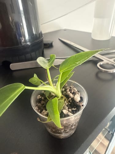 Customer photo review of Alocasia Black Velvet Pink