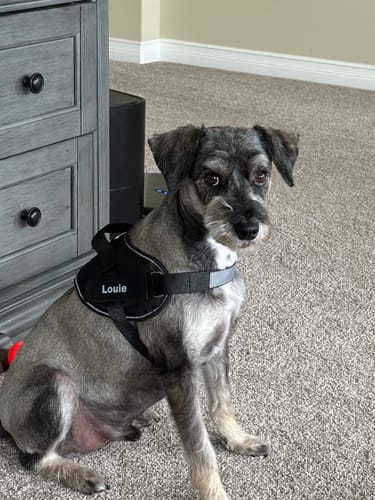 Customer's scruffy gray dog, Louie, sitting on the carpet wearing the black Dogshood ™ harness with a custom name patch.
