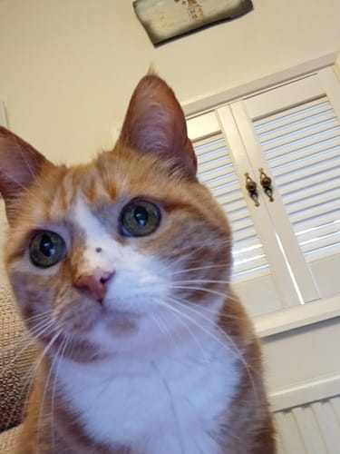 Customer photo review of 1 Month Supply – 1 Cat