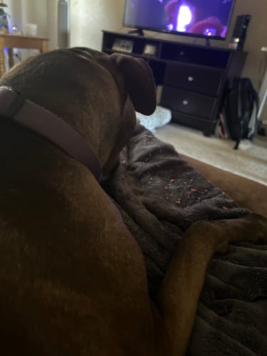 Customer's dog after eating a Yak Chew, leaving pink crumbs on a dark blanket.