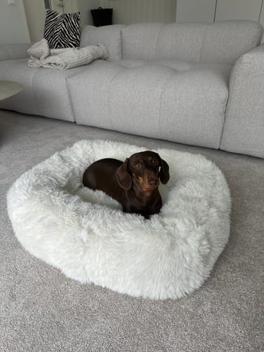 Customer photo review of Pebble Flokati - pörröinen koiranpeti