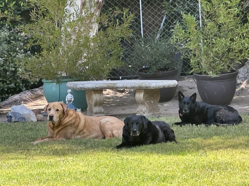 Customer's three dogs, including a yellow lab taking Mushroom Plus+, looking healthy while relaxing on the grass.