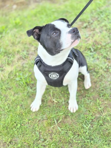 Customer's puppy sitting on grass while wearing the black Comfort Premium Harness and looking up.