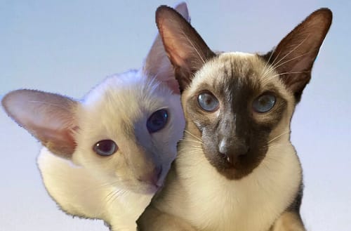 Customer photo review of 1 Month Supply – 2 Cat
