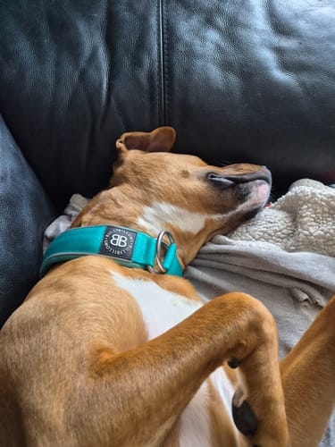 Customer's dog sleeping on a couch while wearing the turquoise foam padded slip-on collar.