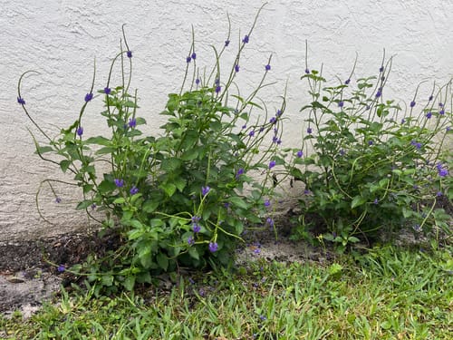 Customer's two healthy Native Porterweed plants with purple flowers growing against an outdoor wall.