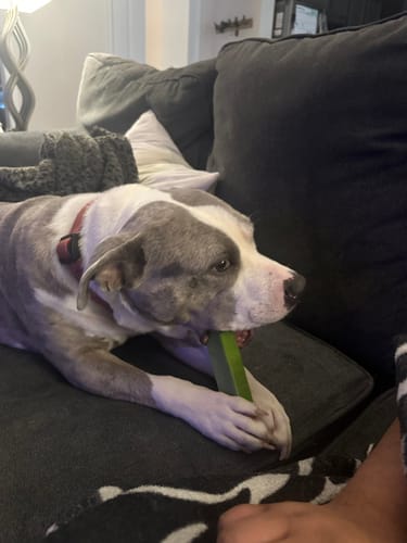 Customer's dog lying on a couch while holding a green Long-Lasting Yak Chew in its mouth and paws.