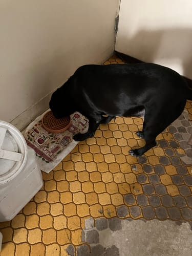Customer's large black dog eating from a bowl before trying the PawLax Collar.