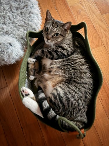 Customer photo review of Instinct Basket | Meet the first research-backed natural territory for indoor cats