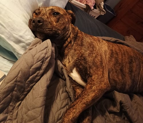 Customer's tired brindle dog resting on a bed after chewing a Smoked Beef Marrow Bone.