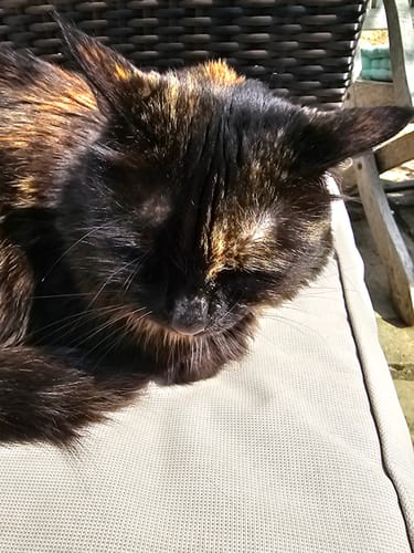 Customer photo review of Fit Litter PLUS - 3 month supply - 2 cat