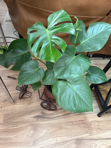 Reviewer's lush Monstera plant with glossy green leaves after using the Plant Food.
